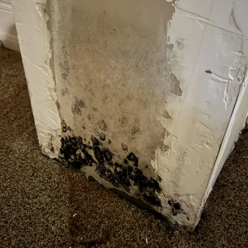 Professional Mold Removal in Shattuck, OK
